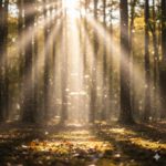 『木漏れ日の歓びたち』